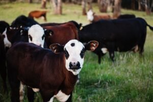 Cattle and Agricultural marketing services from duke marketing agency
