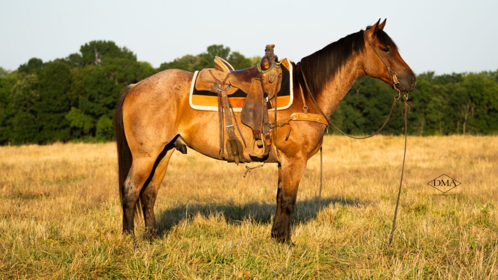 equine photographer missouri