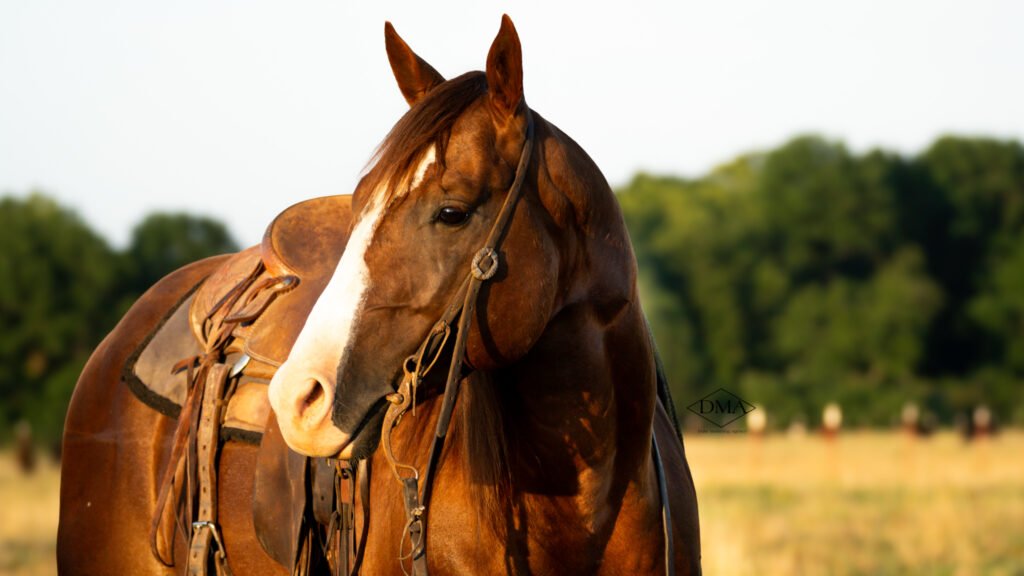 equine photographer missouri